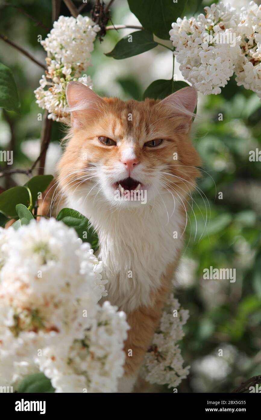beau chatons orange vif et vif jouent sur le bush fleuri de la fleur de lilas de jardin blanc Banque D'Images