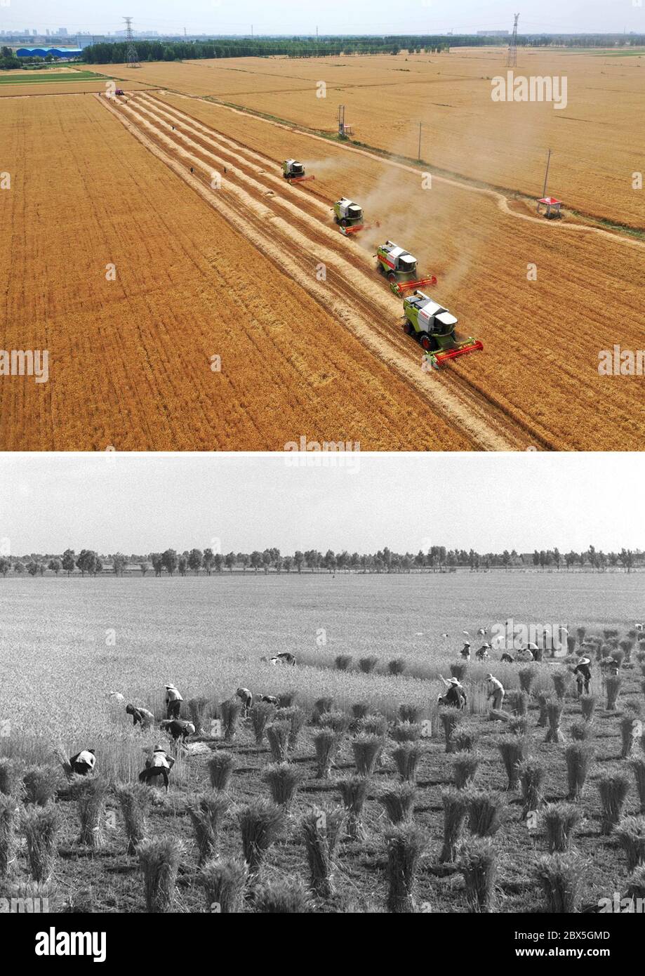 (200605) -- ZHENGZHOU, 5 juin 2020 (Xinhua) -- la photo combinée montre des machines agricoles récoltant du blé dans le champ du village d'Anzhong, ville de Xiaoyangying, dans la ville de Dengzhou, province de Henan en Chine centrale (UP, photo aérienne prise le 26 mai 2020 par Feng Dapeng), Et les agriculteurs récoltant du blé dans le comté de Dantu, dans la province de Jiangsu, en Chine orientale (en bas, photo publiée le 21 juin 1963, prise par Ding Jun). Depuis la fondation de la République populaire de Chine, le niveau de mécanisation agricole en Chine s'est constamment amélioré et la production céréalière a augmenté de façon constante. Les actions récentes et f Banque D'Images