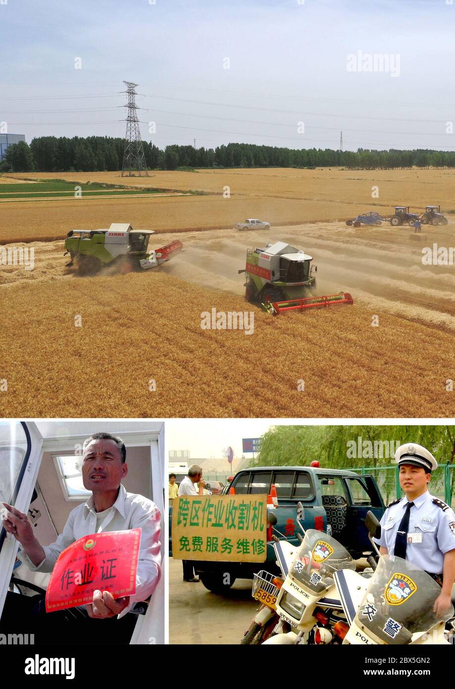 (200605) -- ZHENGZHOU, 5 juin 2020 (Xinhua) -- photo combinée montre les machines agricoles qui travaillent sur le terrain dans le village d'Anzhong, ville de Xiaoyangying, dans la ville de Dengzhou, province de Henan en Chine centrale (UP, photo aérienne prise le 26 mai 2020 par Feng Dapeng), Wen Tonghu de Handan, province de Hebei, En présentant le certificat d'opération transrégionale de récolte délivré par le Ministère de l'agriculture (à gauche, en bas, photo du dossier prise le 16 mai 2004 par Zhu Xiang) et la police de la circulation saluant la moissonneuse transrégionale qui passera à la périphérie de la ville de Xinxiang, dans le centre de la Chine HE Banque D'Images