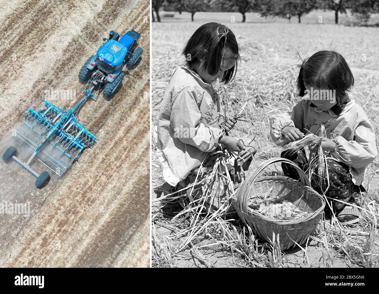 (200605) -- ZHENGZHOU, 5 juin 2020 (Xinhua) -- la photo combinée montre des machines agricoles écrasant le chaume de blé dans le champ du village d'Anzhong, ville de Xiaoyangying, dans la ville de Dengzhou, province de Henan en Chine centrale (à gauche, photo aérienne prise le 26 mai 2020 par Feng Dapeng) Et les enfants de maternelle aidant les oreilles de blé maigre dans le comté de Yanshi, dans la province de Henan en Chine centrale (à droite, photo de dossier publiée le 2 juin 1958, prise par Yang Zhenhe). Depuis la fondation de la République populaire de Chine, le niveau de mécanisation agricole en Chine a été constamment amélioré et la production de céréales a été améliorée Banque D'Images