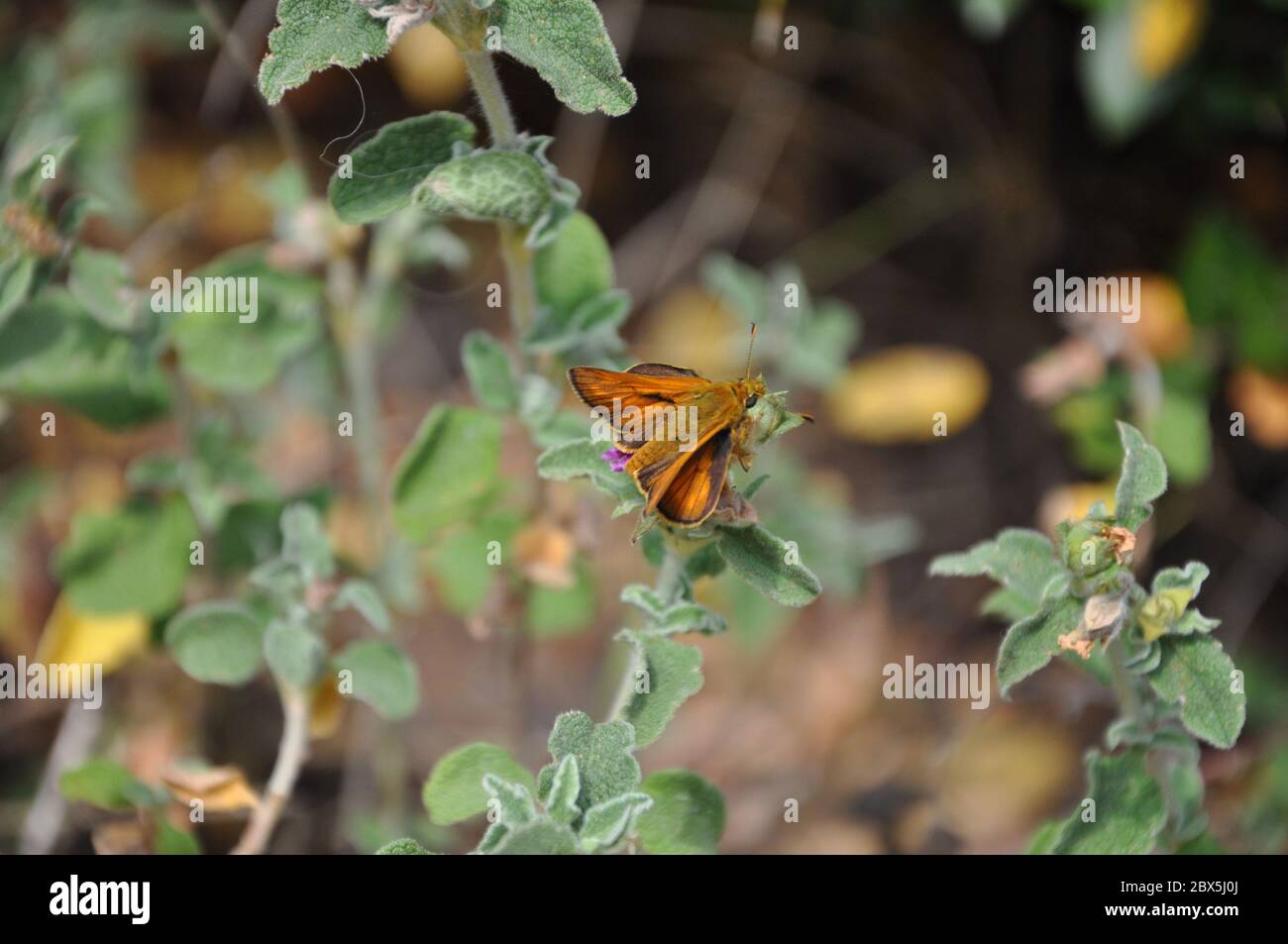 Un magnifique grand Skipper Butterfly Ochlodes sylvanus perçant sur l'herbe. Ochlodes venata, homme Banque D'Images