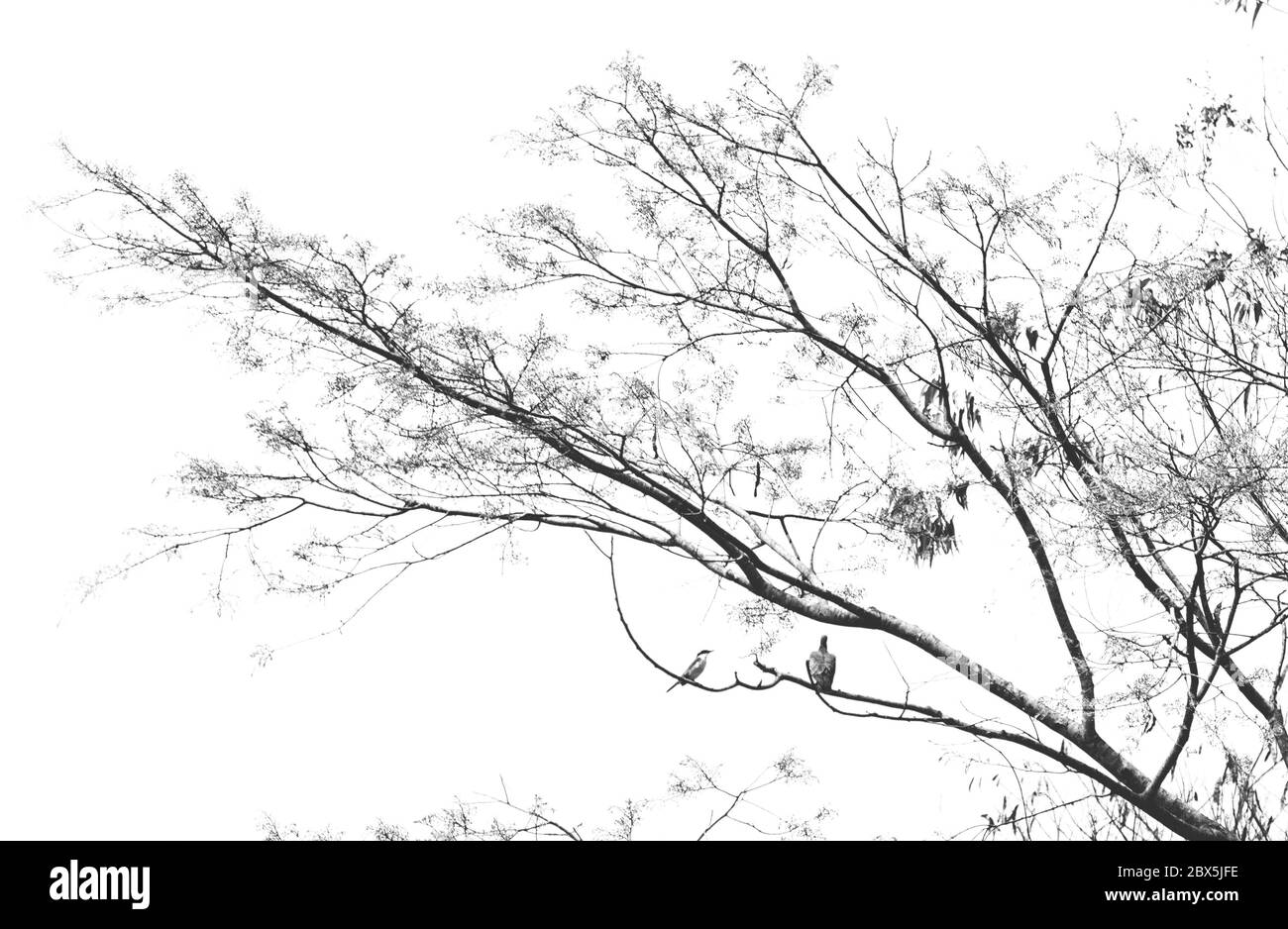 Colombe commune et grand kiskadee Banque D'Images