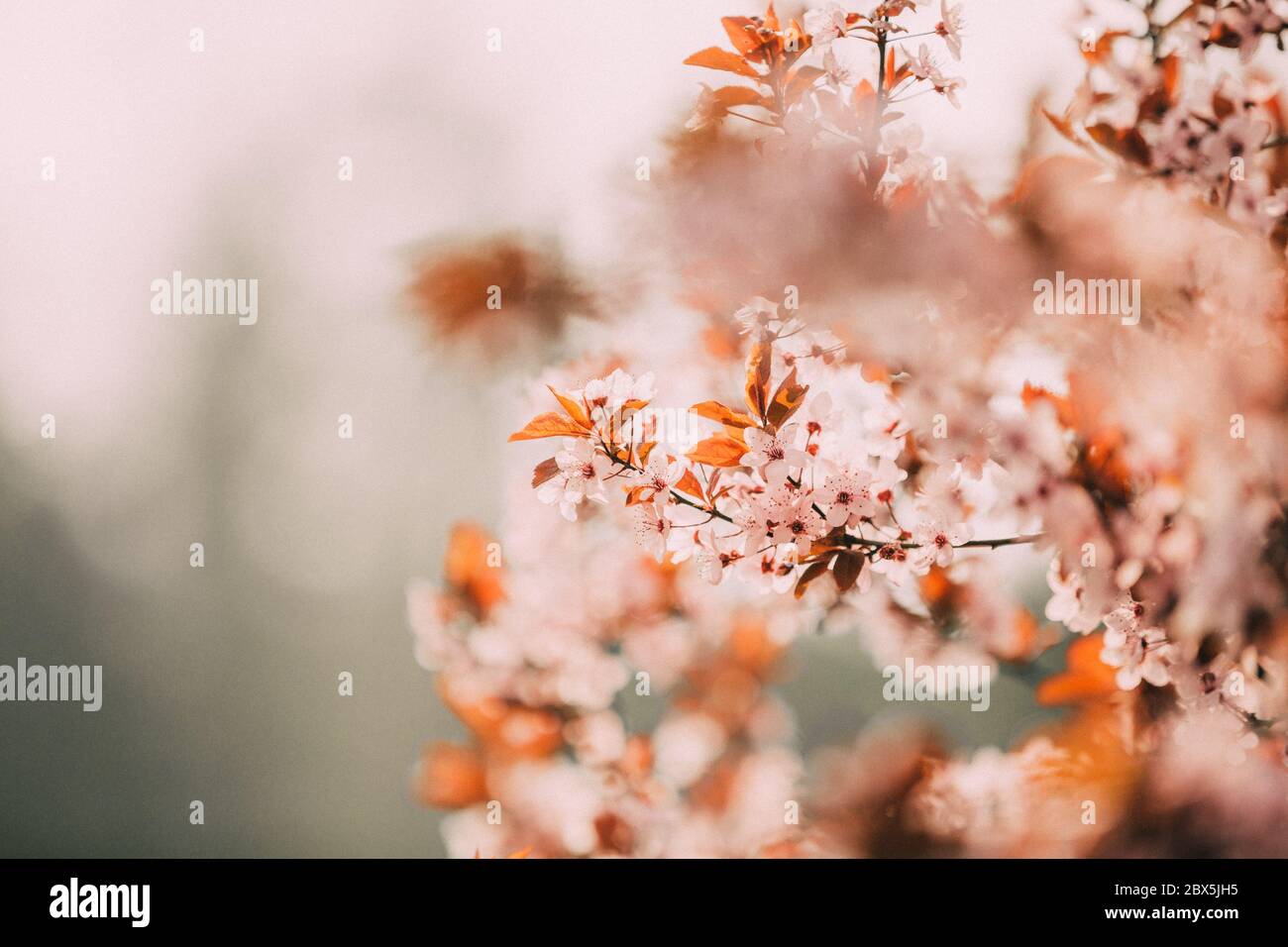 Magnifique arbre en fleurs pendant la belle saison de printemps, moment de floraison Banque D'Images