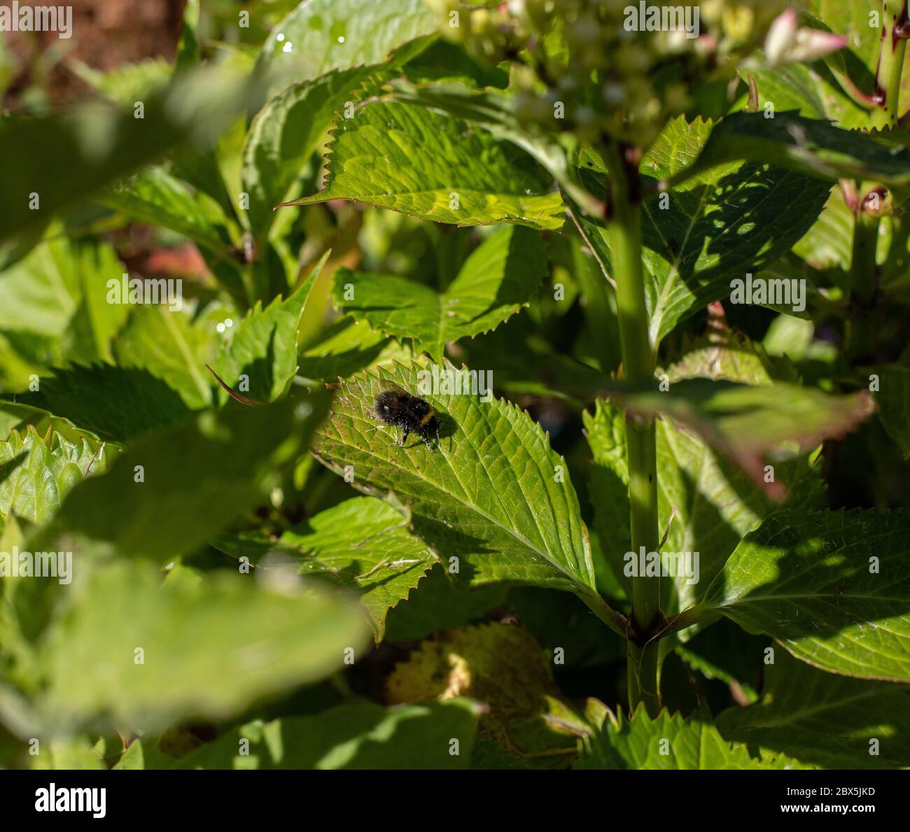 Abeille recouverte de pollen sur la feuille d'Hydrangea. Banque D'Images