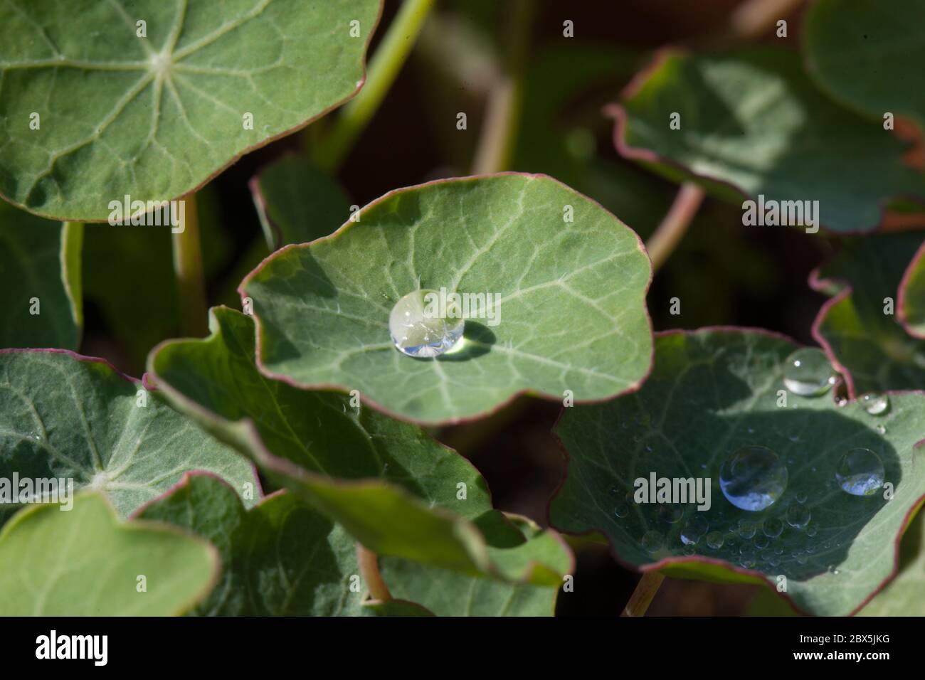 rosée sur une feuille de nasturtium Banque D'Images