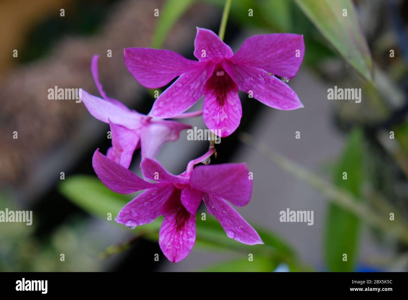 Belle orchidée rose fleurs de près. orchidée dendrobium. Orchidée rose et blanche isolée sur fond vert. Fleur d'orchidée dans le jardin. Banque D'Images