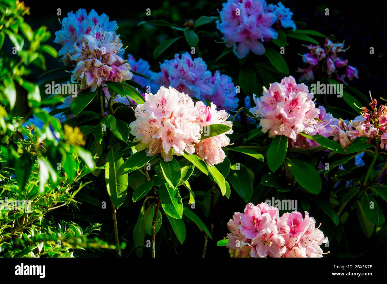 Rhododendron Bush avec belle fleur rose photo de gros plan. Banque D'Images