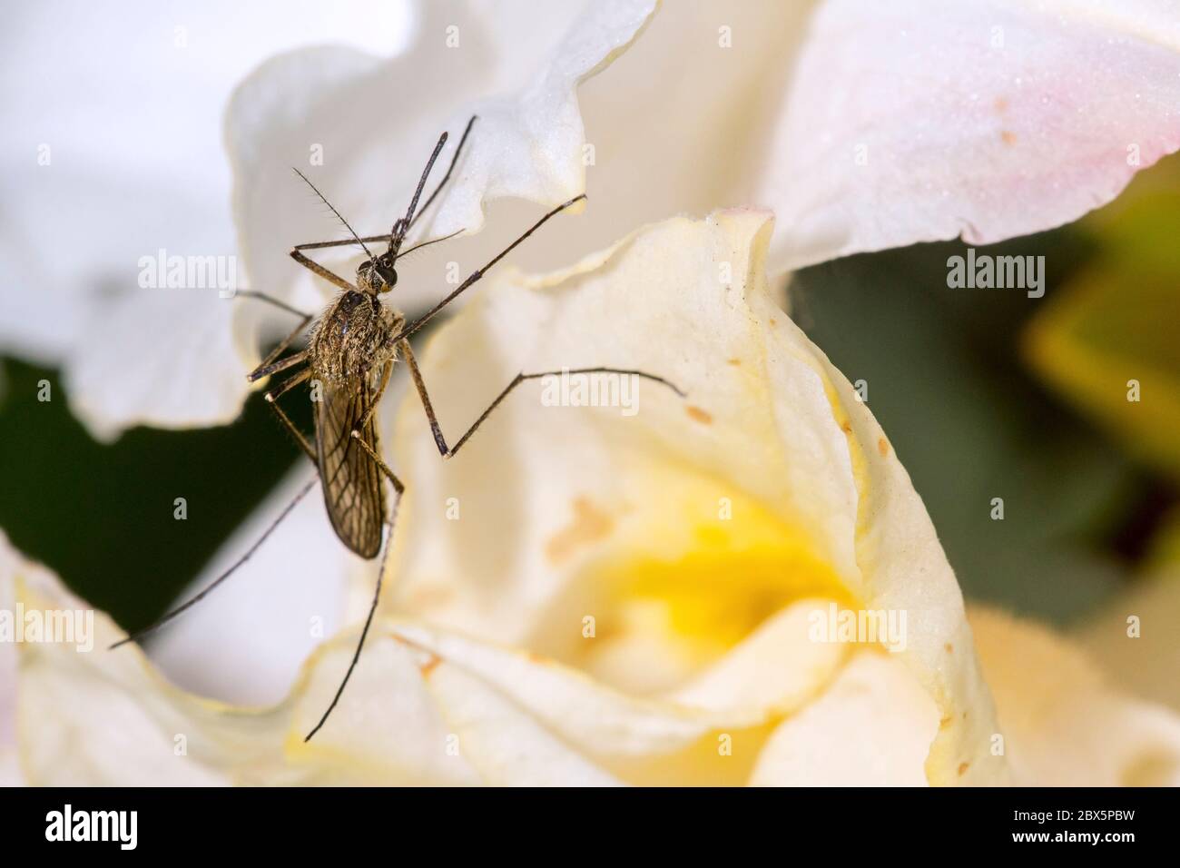 Moustiquaire (espèce Culicidae) sur fleur blanche Banque D'Images