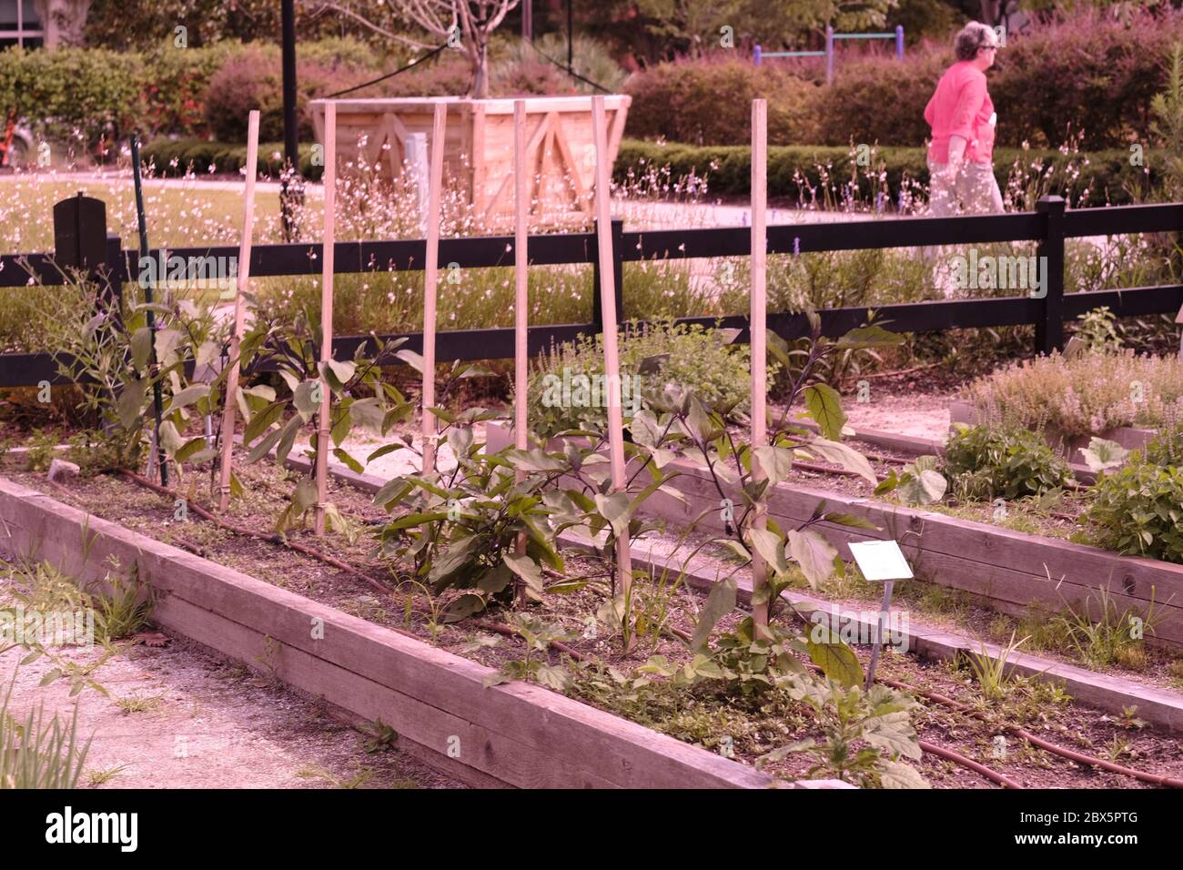 Jardin urbain avec des individus travaillant à produire des brocolis ...