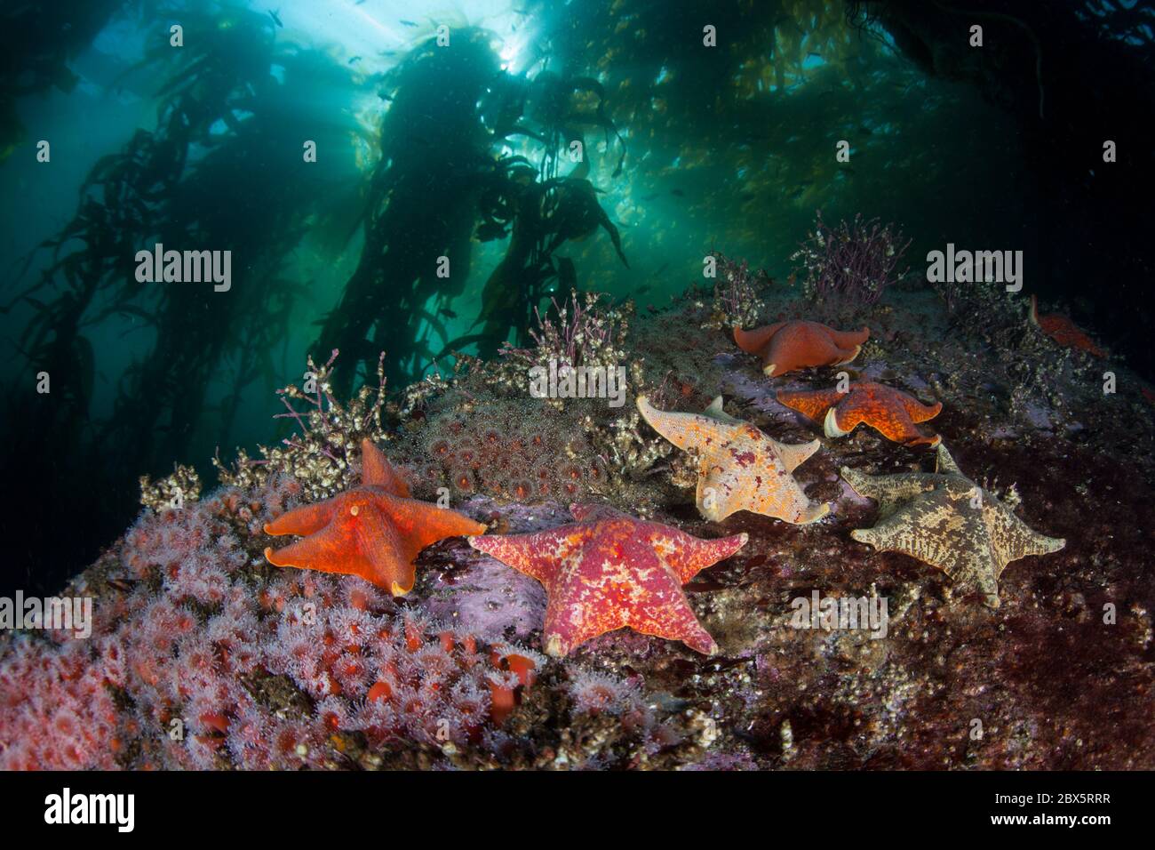 Les poissons-étoiles s'accrochent au fond marin dans une forêt de varech géant, Macrocystis pyrifera. Diverses forêts de varech poussent le long de la côte sauvage de la Californie. Banque D'Images