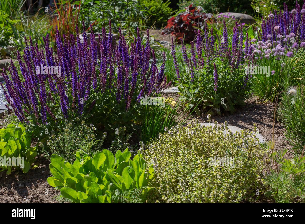 Lit avec une variété d'herbes comme la ciboulette, le romarin, la sauge au soleil d'été Banque D'Images