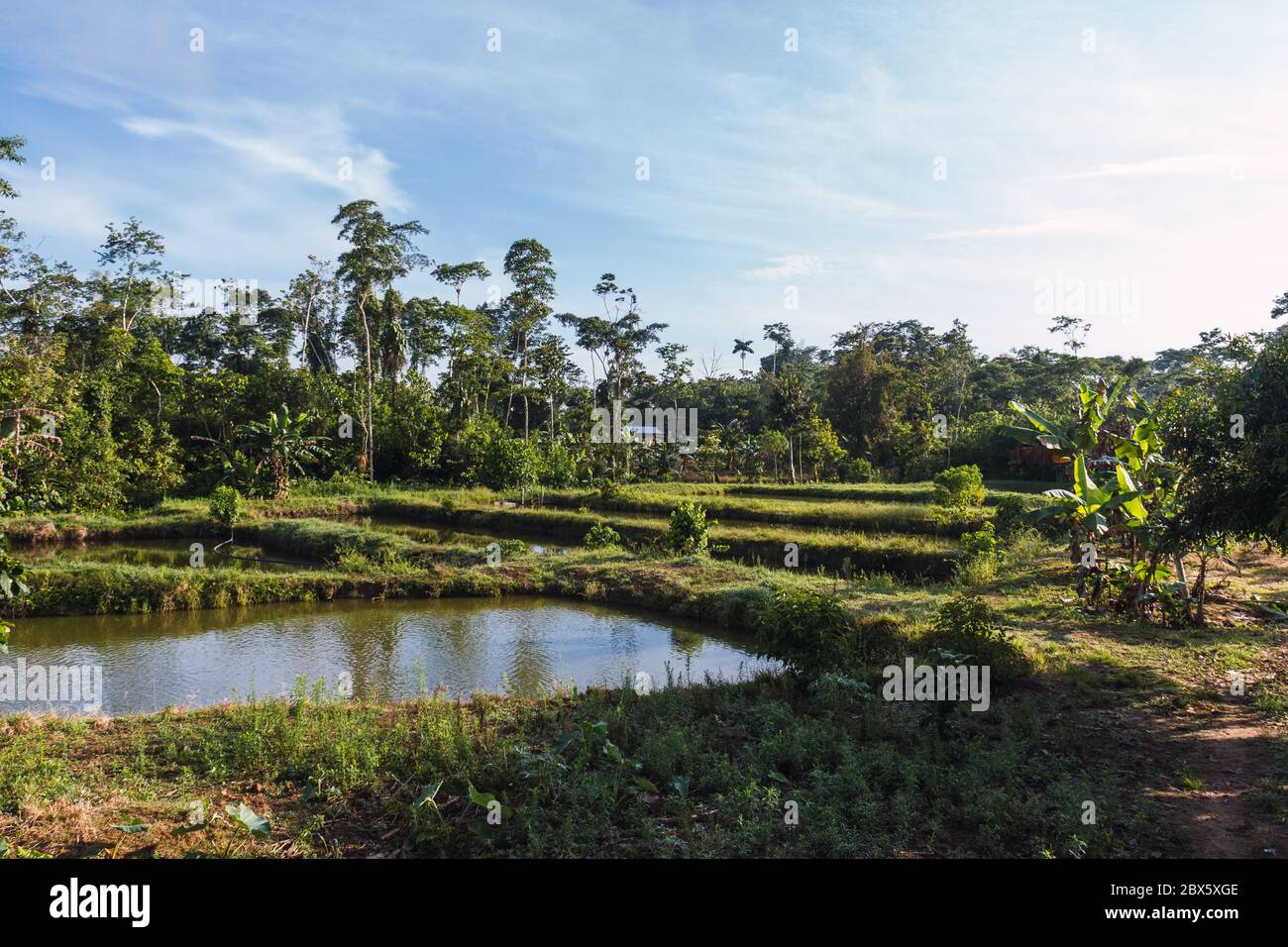 paysage tropical, amazone, bord de rivière, bassins de tilapia, vert persistant, arbres Banque D'Images paysage tropical, amazone, bord de rivière, bassins de tilapia, vert persistant, arbres Banque D'Images