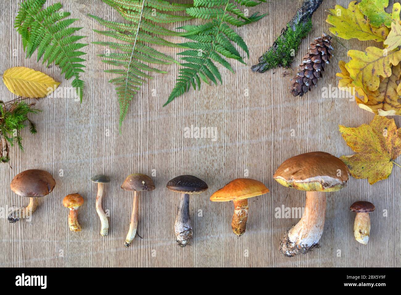 Cadre nature de champignons de forêt comestibles, feuilles et cônes. Fond naturel Banque D'Images