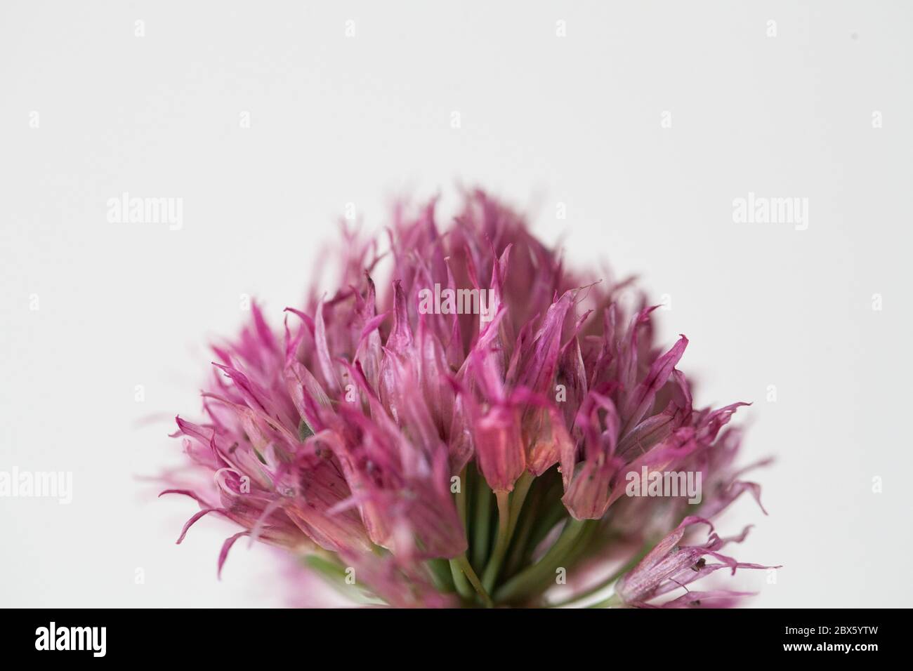 Fleur rose à l'ail sur fond blanc Allium roseum (ail Rosy) Banque D'Images