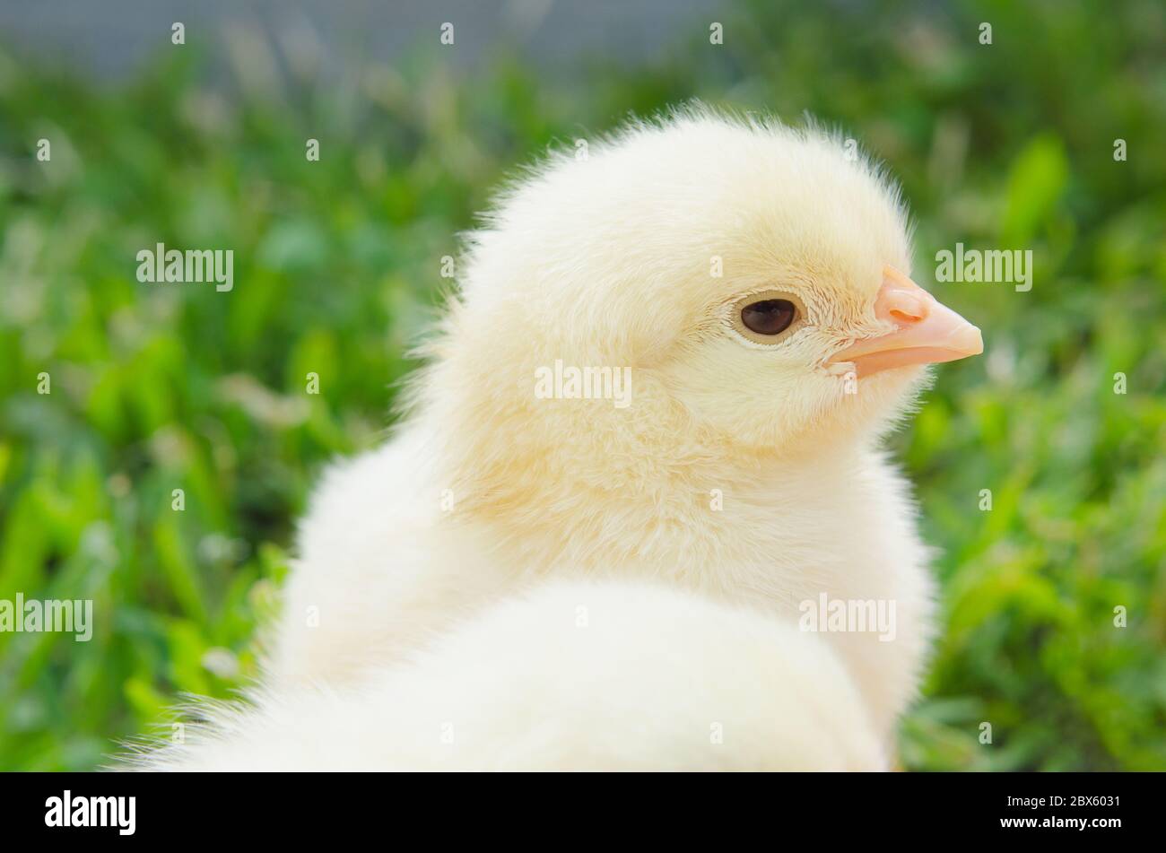 Mignon petit poulet jaune sur l'herbe verte Banque D'Images Mignon petit poulet jaune sur l'herbe verte Banque D'Images