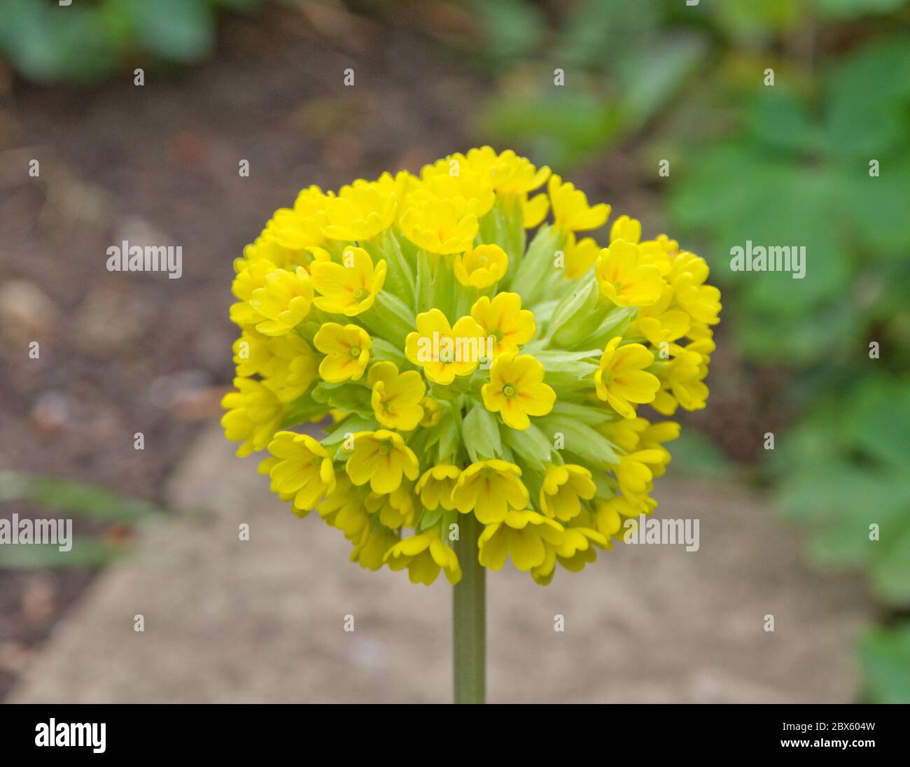 Baguette de tambour hybride primula, Cowslip Banque D'Images