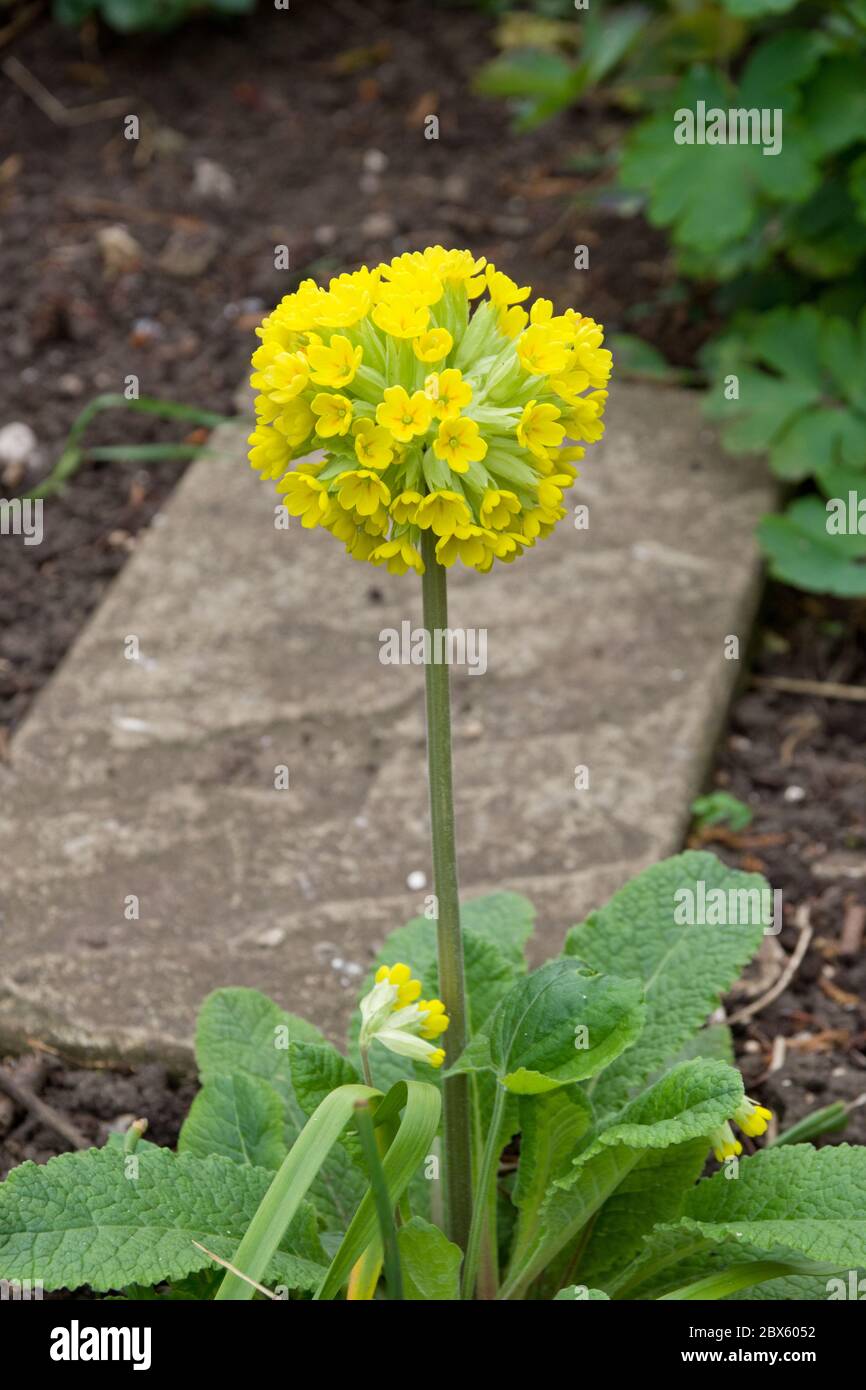Baguette de tambour hybride primula, Cowslip Banque D'Images