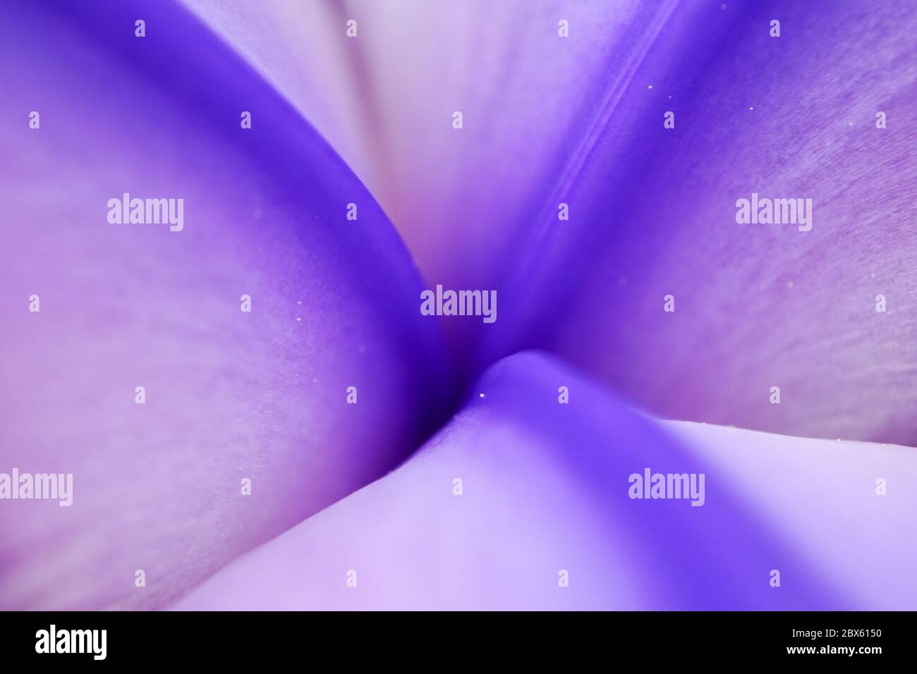 Milieu de l'iris barbu. Un gros plan de cette belle plante en violet. Banque D'Images