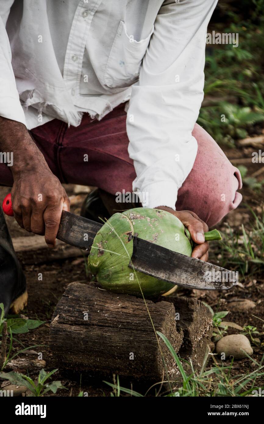 homme ouvrant une noix de coco avec machette pour boire son eau, eau délicieuse Banque D'Images