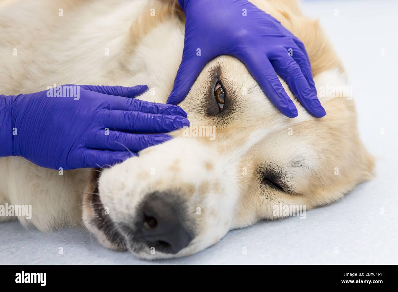 Gros plan d'un vétérinaire vérifie les yeux d'un chien berger d'asie centrale. Chien sous examen médical, attention douce sur les yeux. Ophtalmologiste vétérinaire faisant des soins médicaux Banque D'Images