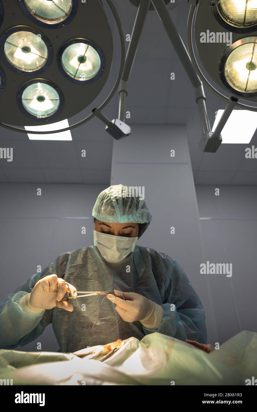 Le vétérinaire féminin se tient sous les lumières chirurgicales, fait la chirurgie de stérilisation de chat et rase la plaie, vétérinaire tenant une aiguille dans ses mains. Vétérinaire Banque D'Images