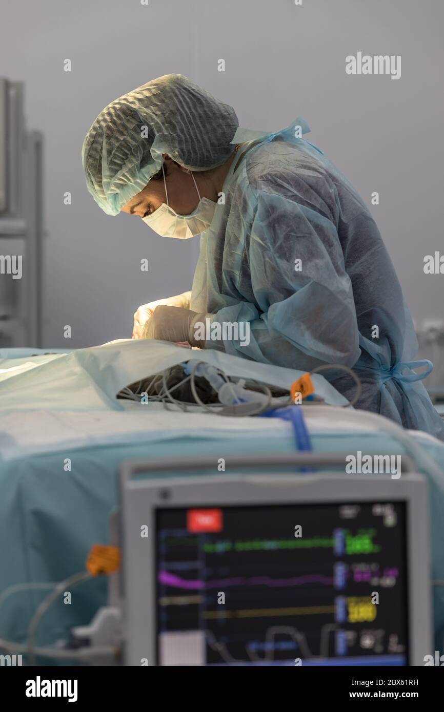 La vétérinaire féminine effectue la stérilisation du chat et égaye la plaie, moniteur d'anesthésie flou au premier plan, vue latérale. Chirurgie vétérinaire, Banque D'Images