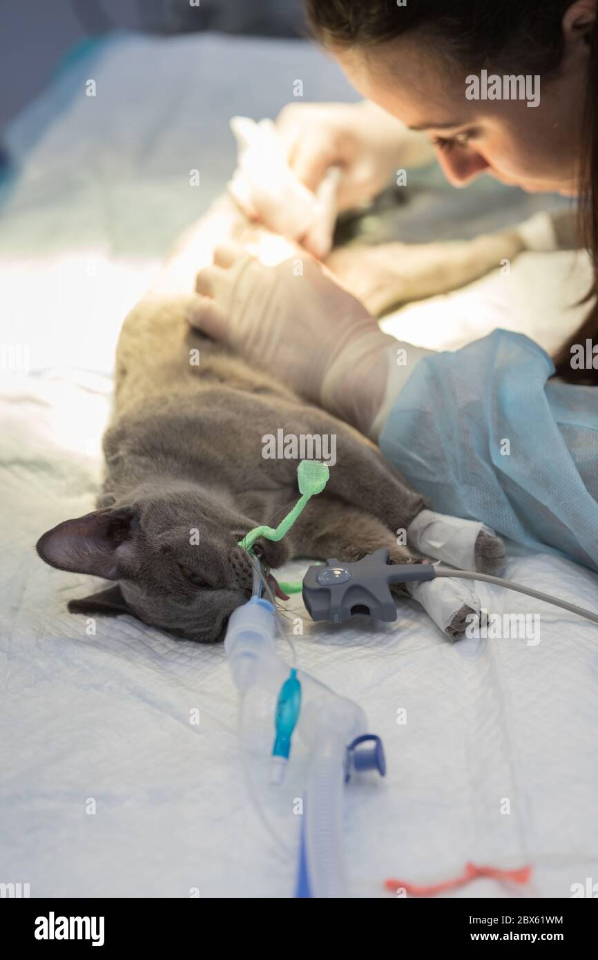 Préparation pour la stérilisation du chat dans une clinique vétérinaire, chat sur une table d'opération, vétérinaire examine un chat avant la chirurgie. VET faisant chat ster Banque D'Images