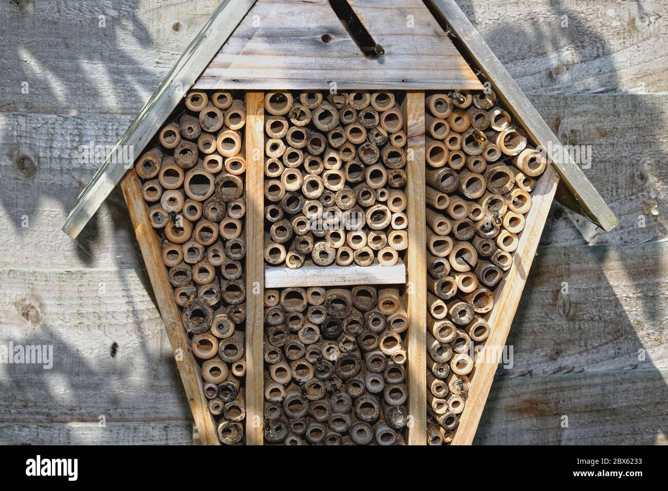 Gros plan sur un hôtel BEE, sur une clôture de jardin avec des abeilles maçon qui volent et l'occupent., Surrey, Royaume-Uni Banque D'Images