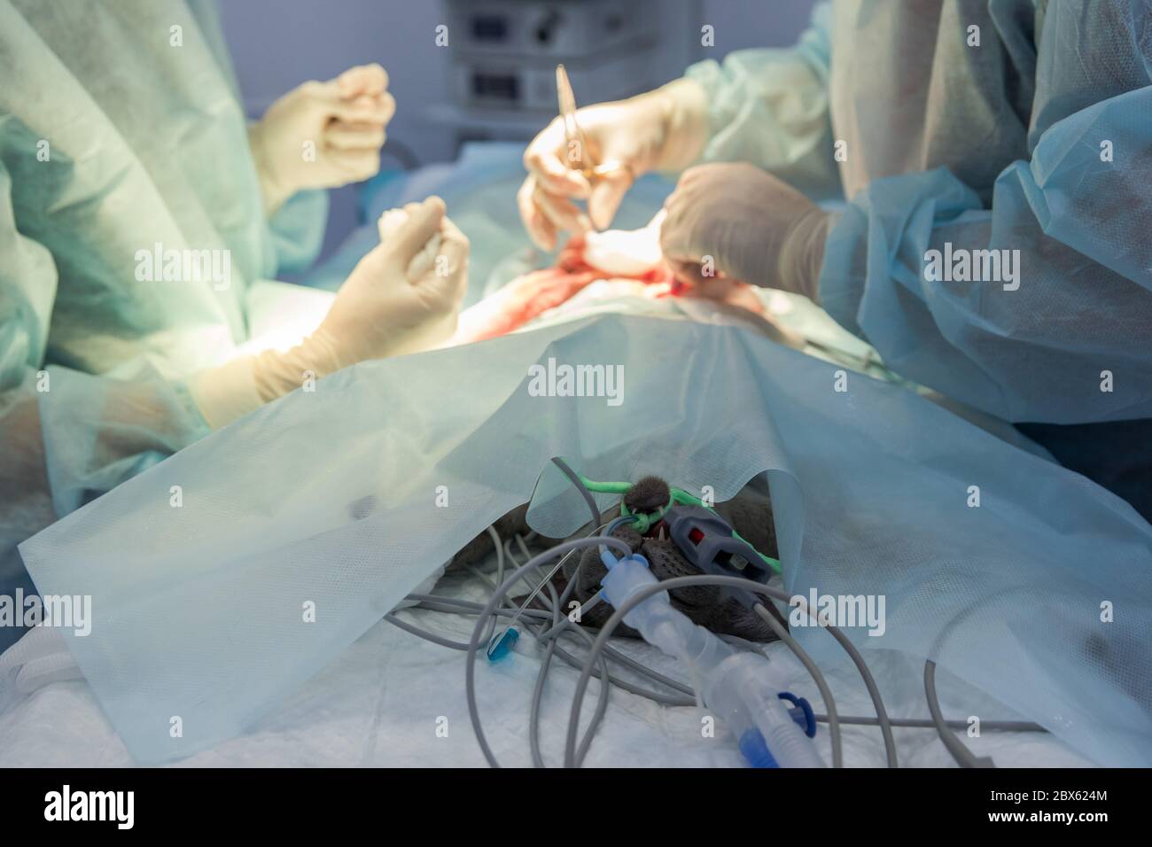 Stérilisation du chat dans une clinique vétérinaire, chat sur table d'opération, attention douce sur le chat sous anesthésie, chirurgiens vétérinaires sur fond. VET faisant Cat St Banque D'Images
