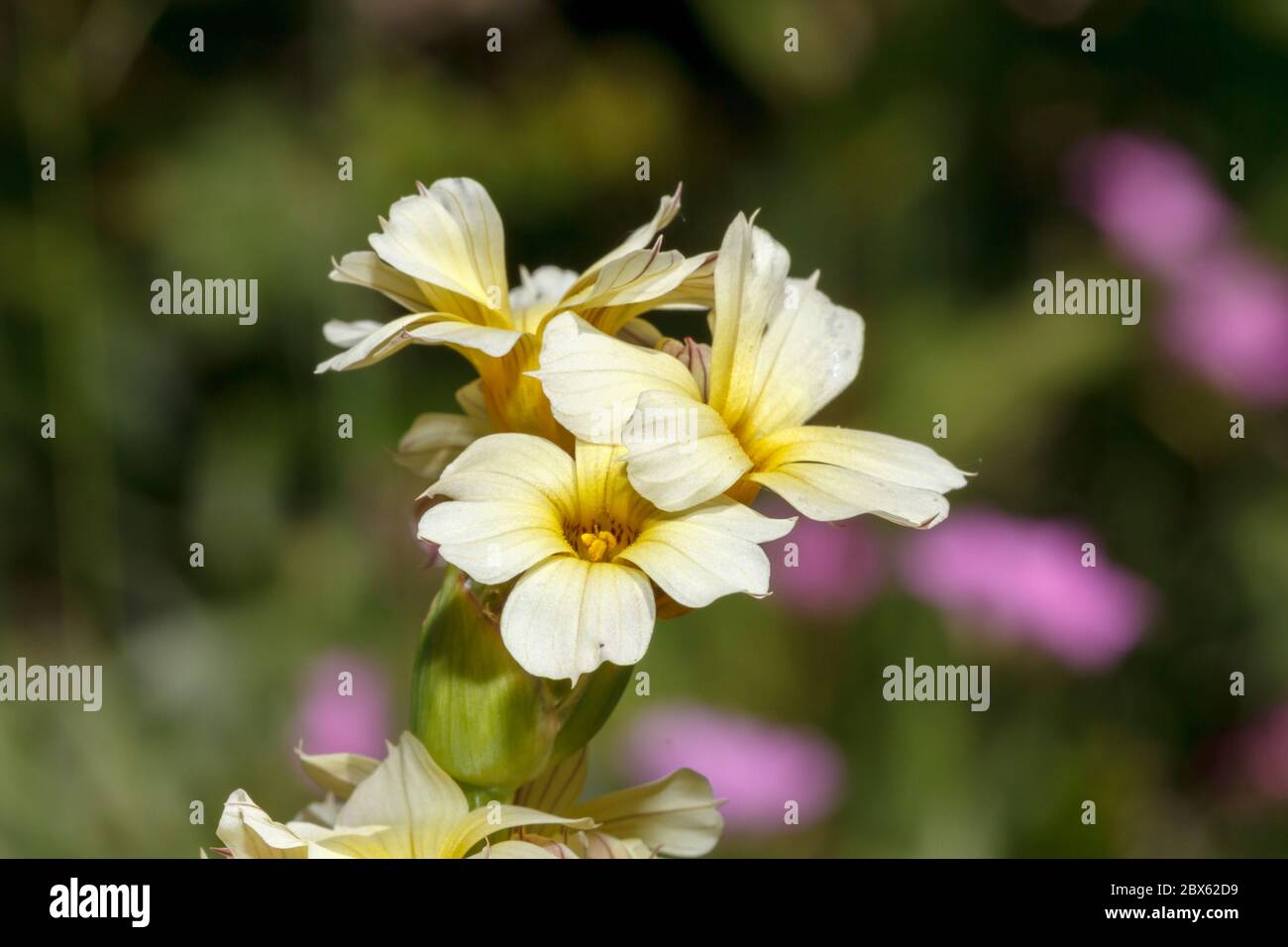 Herbe à yeux jaune pâle (herbe à yeux jaunes Pale,Sisyrinchium striatum) poussant dans un jardin à Sussex, Royaume-Uni Banque D'Images Herbe à yeux jaune pâle (herbe à yeux jaunes Pale,Sisyrinchium striatum) poussant dans un jardin à Sussex, Royaume-Uni Banque D'Images