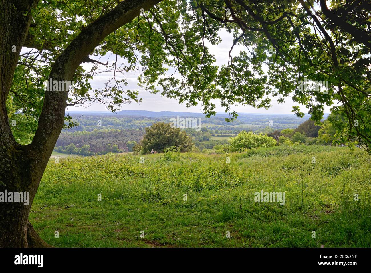 La vue de Newlands Corner dans les collines de Surrey en regardant vers les North Downs au loin, près de Guildford Angleterre Royaume-Uni Banque D'Images