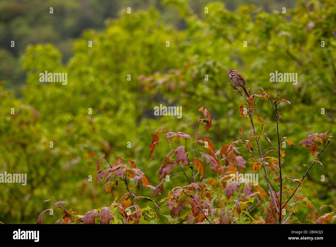 Un moineau de chant repose sur la branche étroite d'un arbre avec des feuilles rouges et un feuillage vert flou derrière lui. Banque D'Images