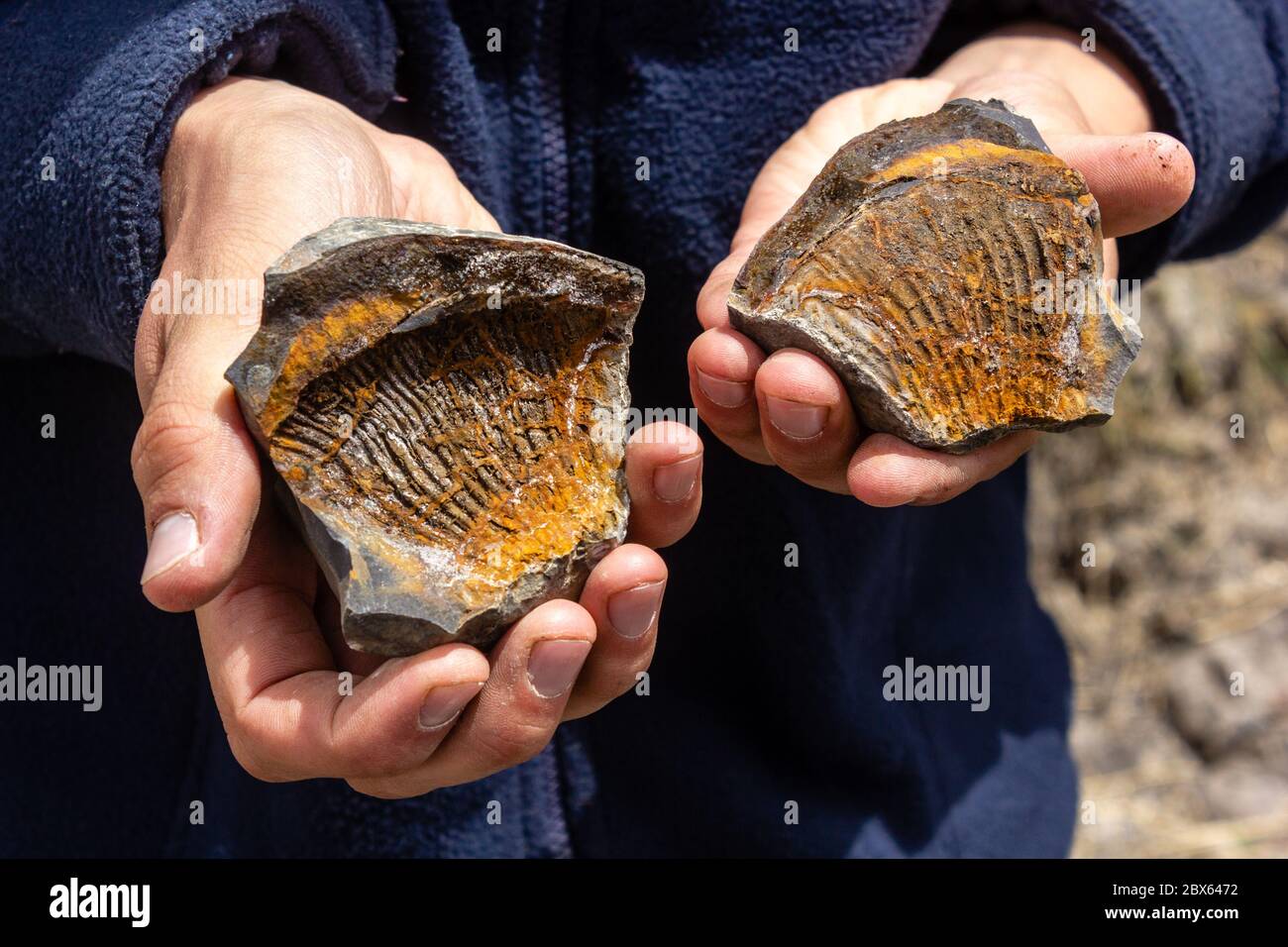Fragments brisés de fossiles d'ammonites préhistoriques de l'âge jurassique dans la vallée de Spiti. Banque D'Images