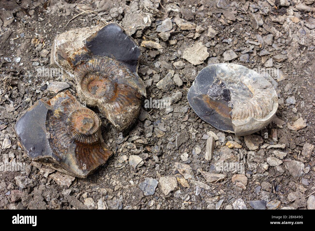 Fossiles d'ammonium sur un lit de rivière près du village de Langza dans la vallée de Spiti. Banque D'Images