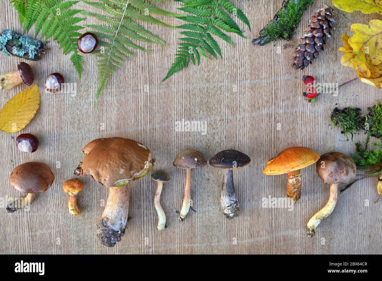 Cadre nature de champignons de forêt comestibles, feuilles et cônes. Fond naturel Banque D'Images