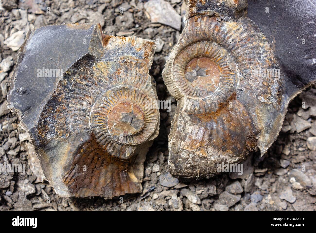 Gros plan de fossiles d'ammonites situés sur un lit de rivière près du village de Langza dans la vallée de Spiti. Banque D'Images