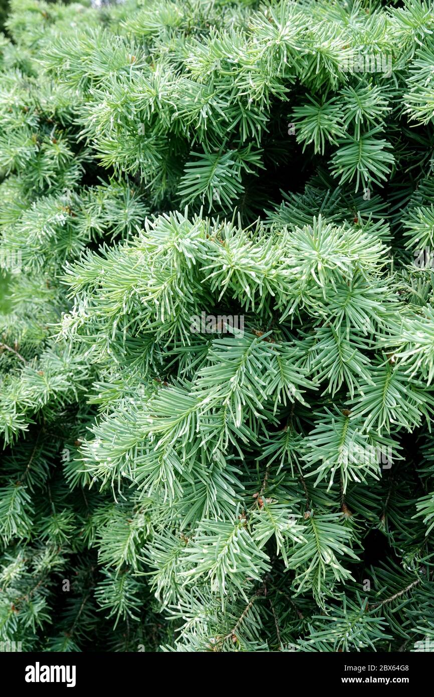 Pseudotsuga Menziesii Fletcheri Banque De Photographies Et D images pseudotsuga-menziesii-fletcheri-banque-de-photographies-et-d-images