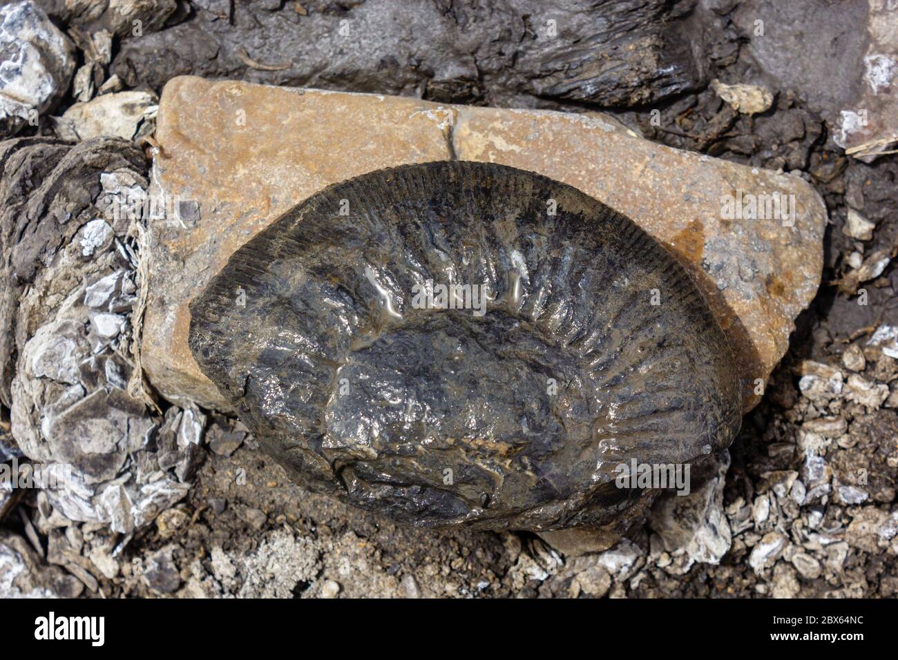 Fragment brisé de fossiles d'ammonites préhistoriques de l'âge jurassique dans la vallée de Spiti. Banque D'Images