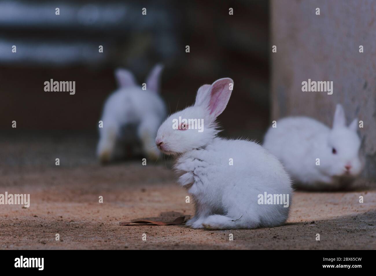 Jolie et belle aire de jeux pour petits lapins Banque D'Images