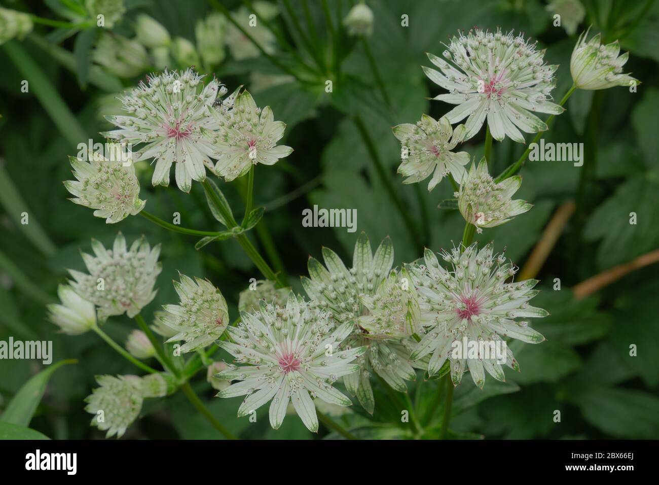 Astrantia Major, étoile du milliard, souche formant des plantes vivaces herbacées Banque D'Images