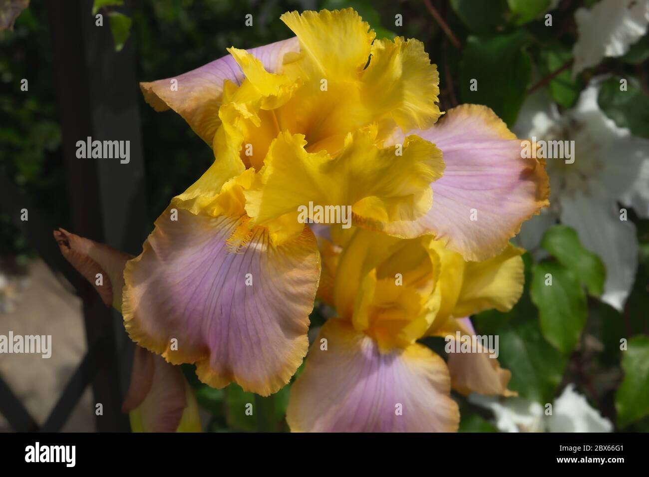 Vue rapprochée isolée de l'Iris Germanica/Iris barbu étrange en fleur Banque D'Images