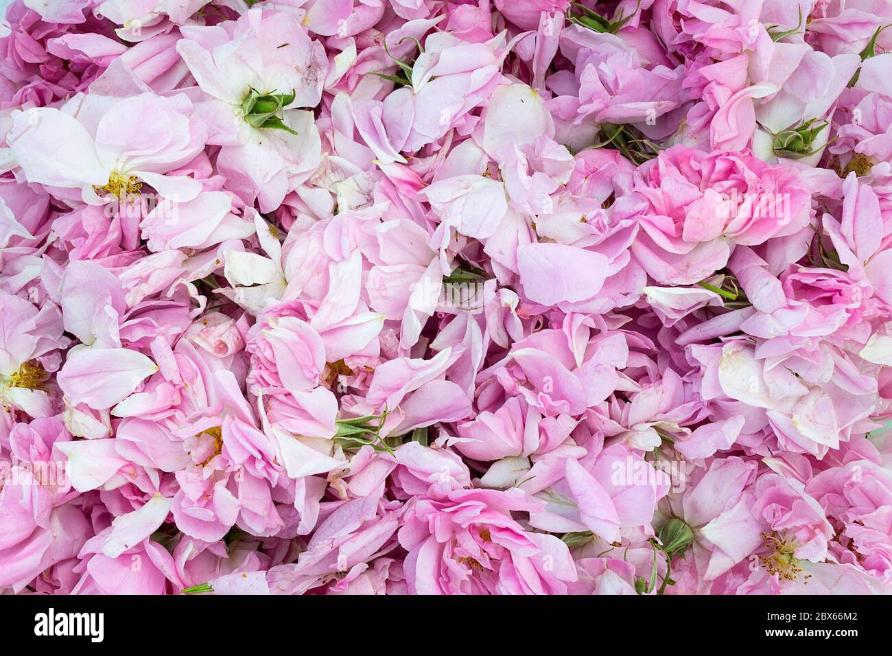 Rosa Damascena. Vallée de la Rose Karlovo Kazanlak. Huile de rose bulgare. Pétales de la Rose de Damas. Fleur fraîchement cueillies Rosa Damascena. Jardins de roses Banque D'Images