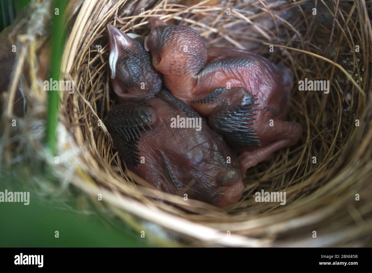 Oiseau nouveau-né sans plumes. Oiseaux dormant dans le nid attendant que la mère apporte de la nourriture. Banque D'Images
