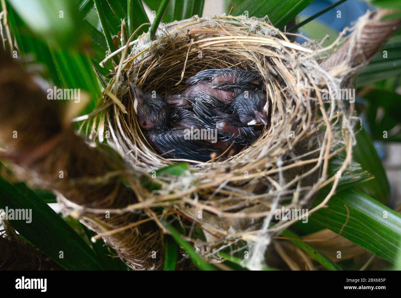 Les petits oiseaux dormant dans le nid attendent que la mère apporte de la nourriture. Banque D'Images