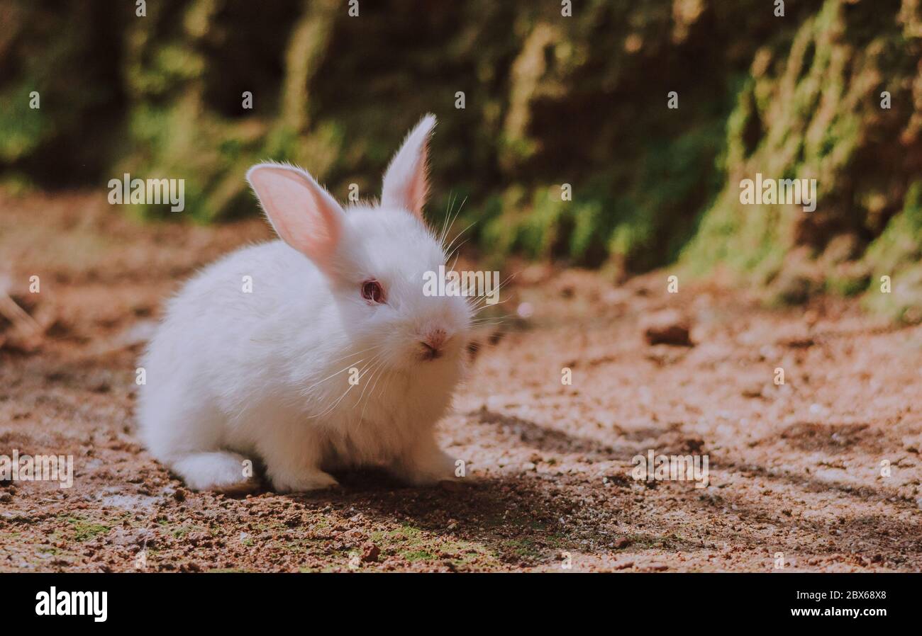 Jolie et belle aire de jeux pour petits lapins Banque D'Images
