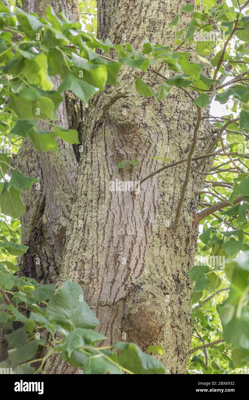 Tronc d'arbre d'été de ce qui est cru être Linden, le citron vert commun / Tilia europaea. Autrefois utilisé comme plante médicinale pour une tisane. Voir LES REMARQUES Banque D'Images