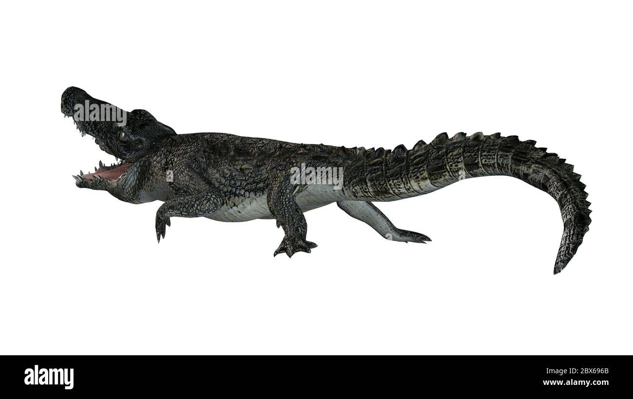 Crocodile Isole Sur Fond Blanc Photo Stock Alamy
