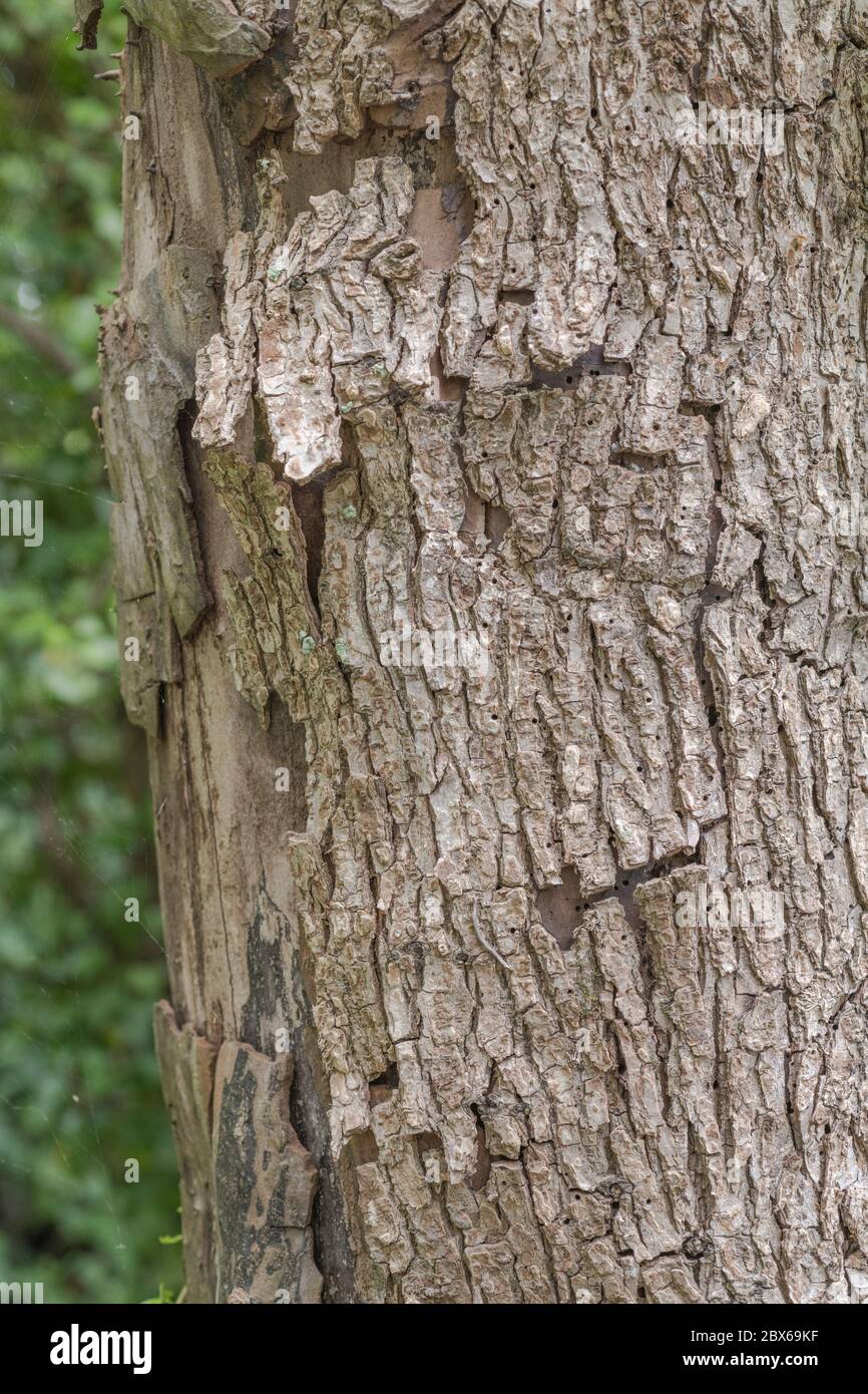 Écorce d'Elm criblée de petits trous d'insectes se décollant et s'écaille loin du tronc. On pensait qu'il s'agit d'un Elm anglais comme d'autres Elms dans le même groupe et l'écorce est striée. Banque D'Images