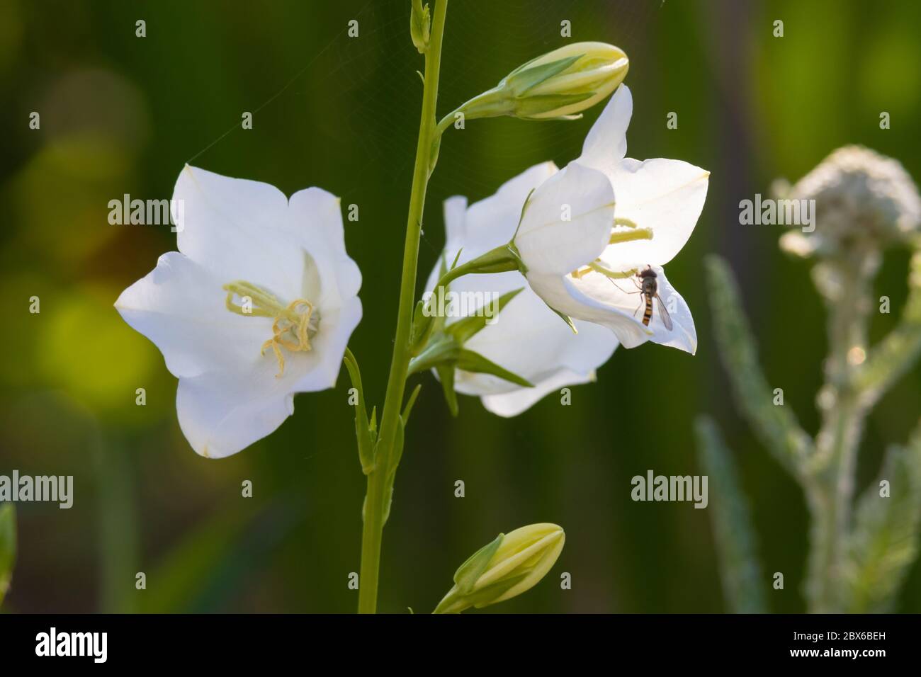 Une Campanula blanche ou fleur de bellflower en Écosse le 1er juin Banque D'Images