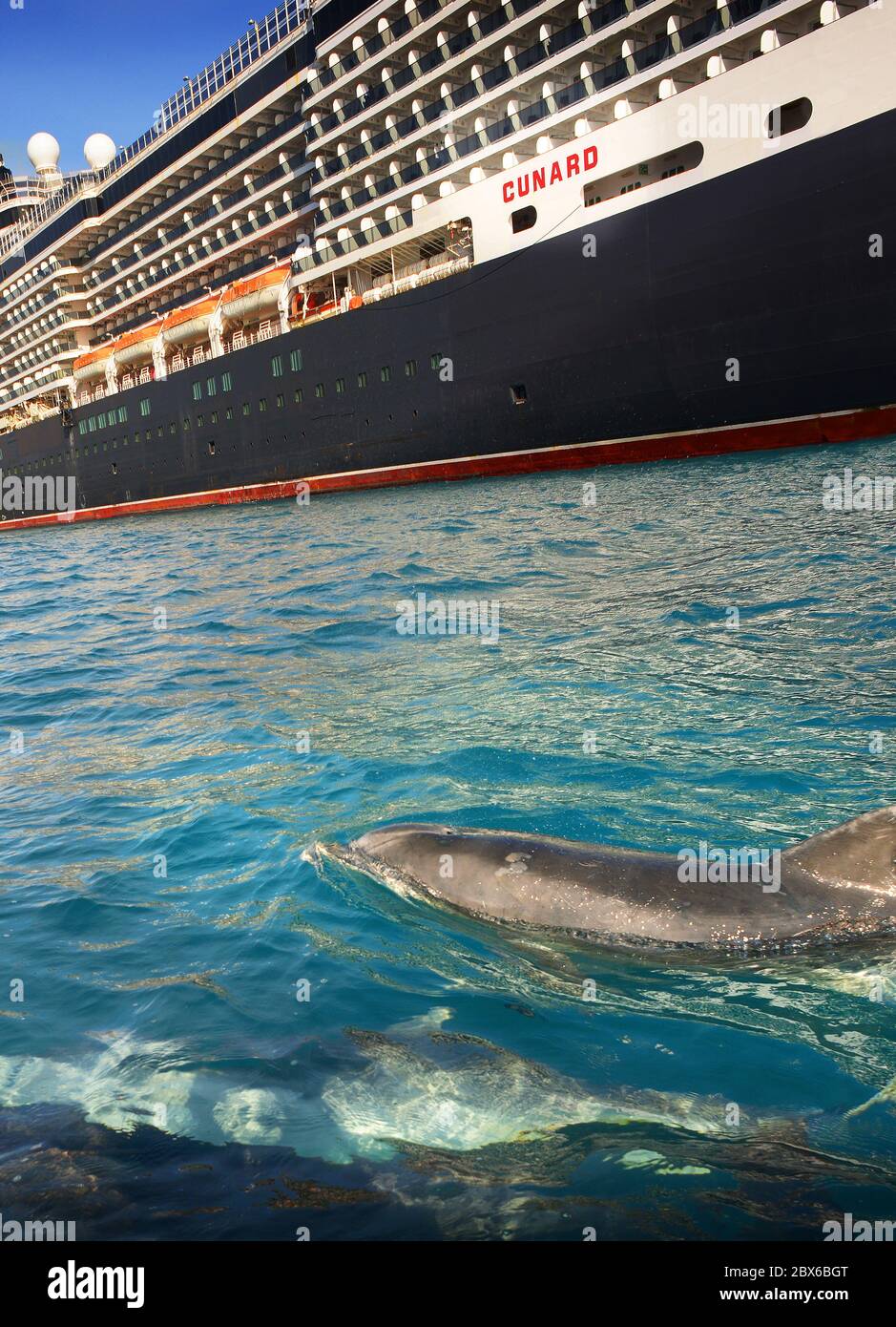 Un dauphin à gros nez accueille le bateau de croisière de Cunard, MS Queen Victoria, ancré à Weymouth Bay, Dorset, au Royaume-Uni, pendant le confinement du coronavirus en 2020 Banque D'Images